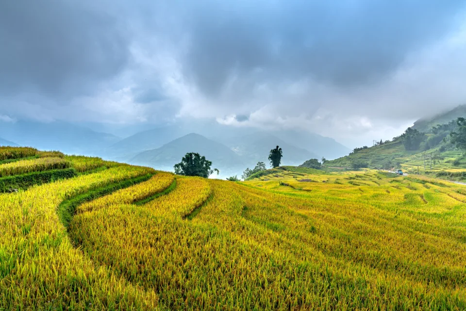 Kho gạo của Nguyễn Thị Đó