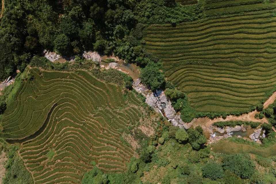 Ruộng lúa chín